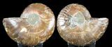 Sliced Fossil Ammonite Pair - Agatized #46514-1